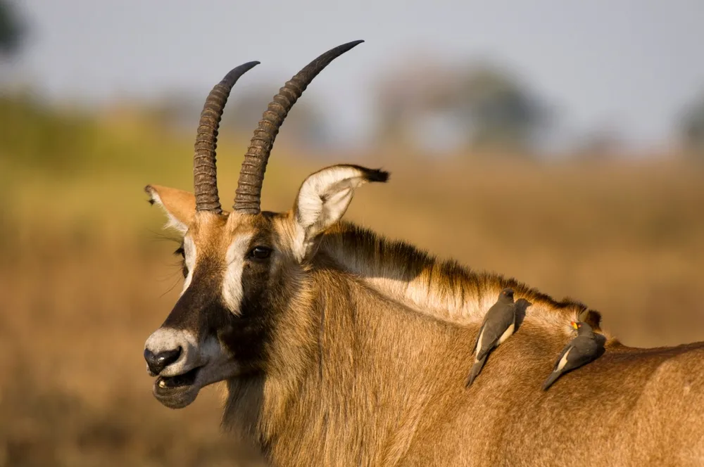 Kafue National Park — national park.