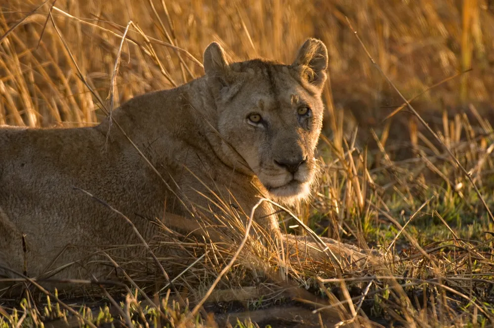 Lion on the drying Busanga Plains of Kafue.
