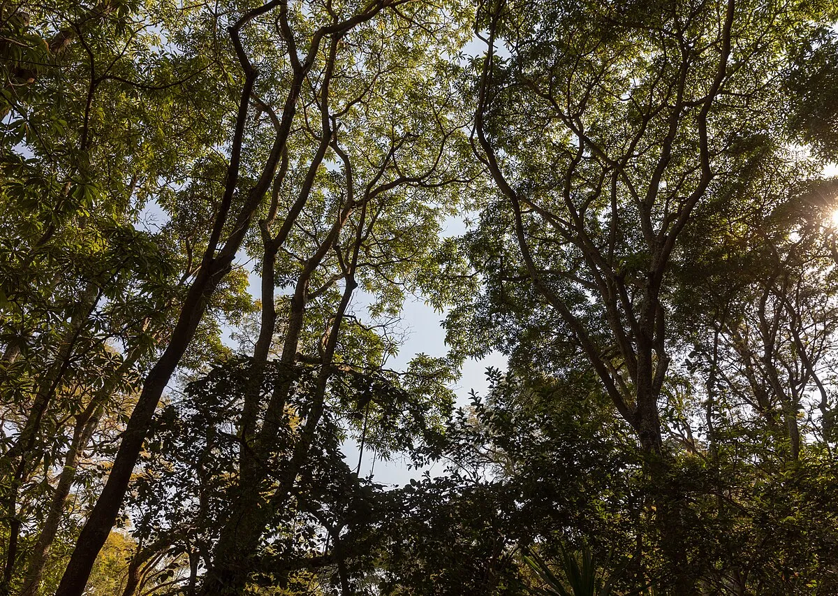 Coffee-estate tour