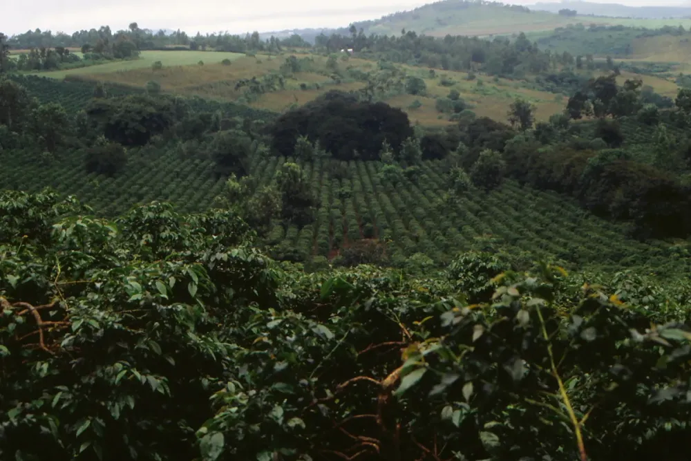 Rows of coffee bushes on a misty highland slope near Karatu.