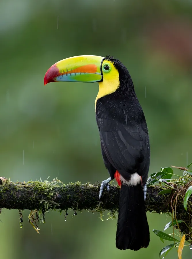 Keel-billed toucan