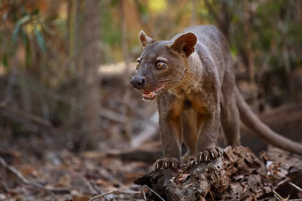 A fossa moving through the dry forest at Kirindy.