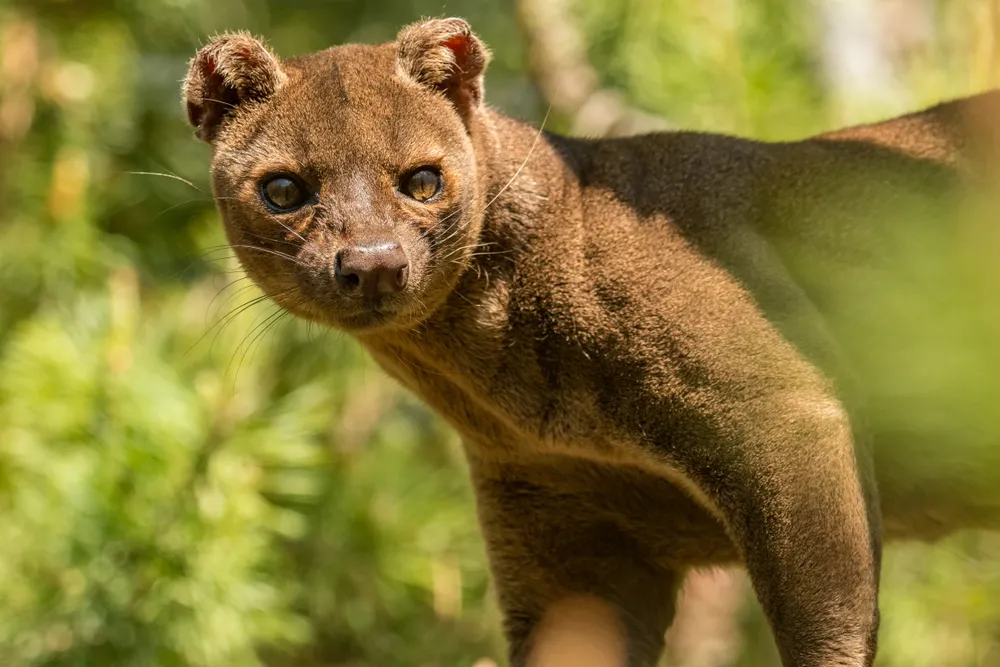 Fossa search