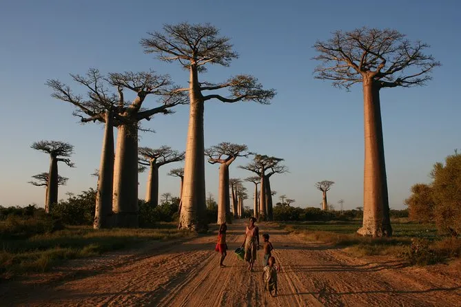 Kirindy Forest — dry forest.