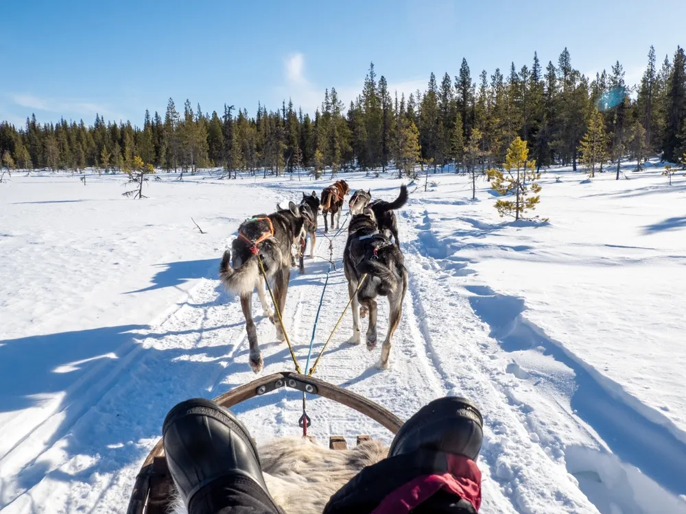 Husky sledding
