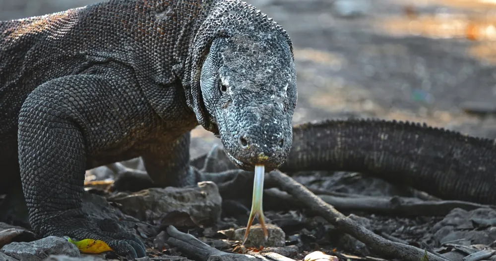 Komodo dragon