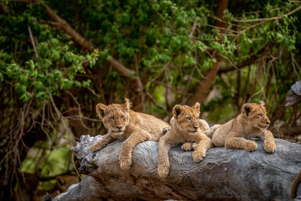 Kruger and Timbavati