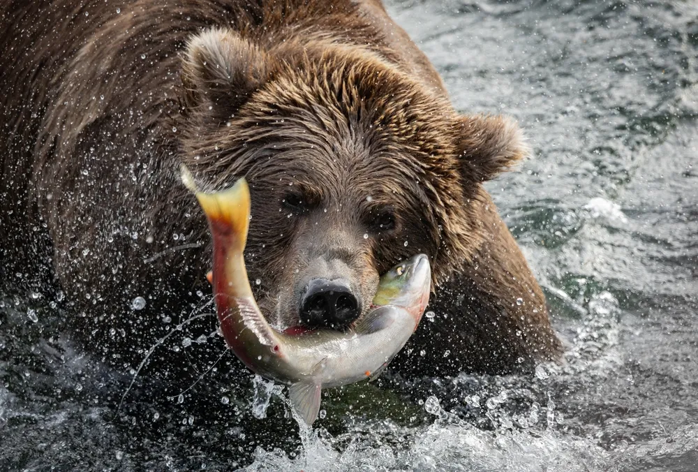 Fishing bears
