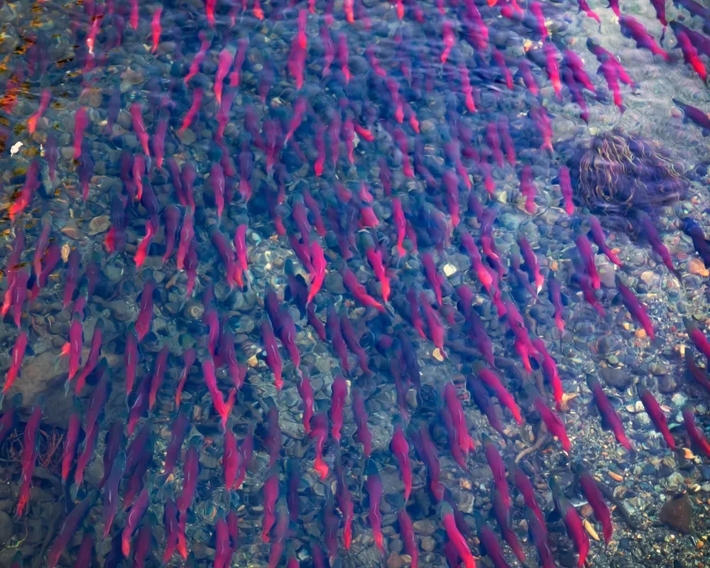 The salmon run