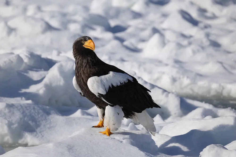 Steller's sea eagle