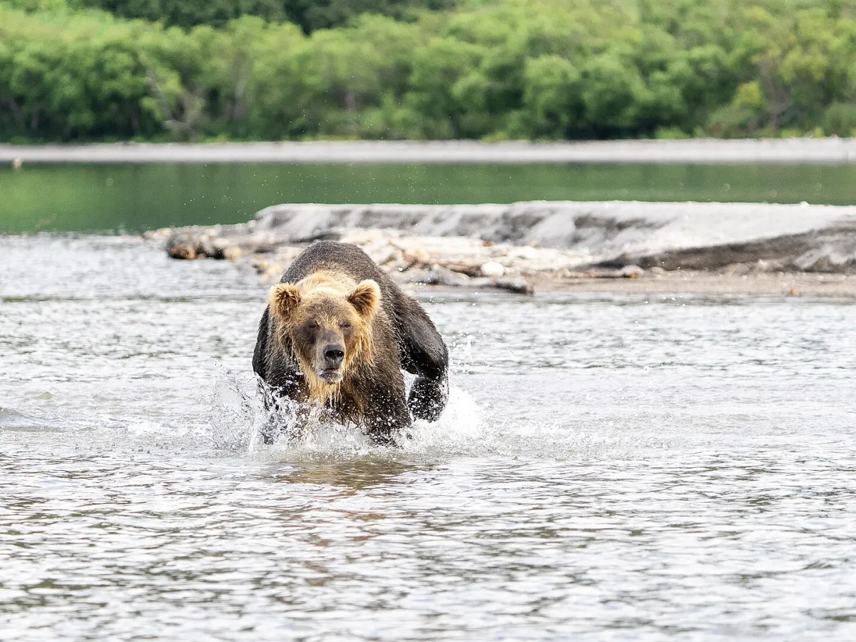 A brown bear fishing at Kurile Lake.