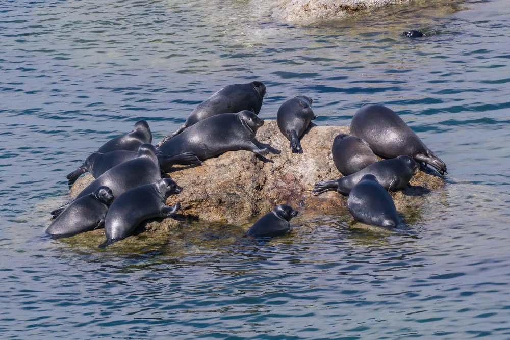 Baikal seals