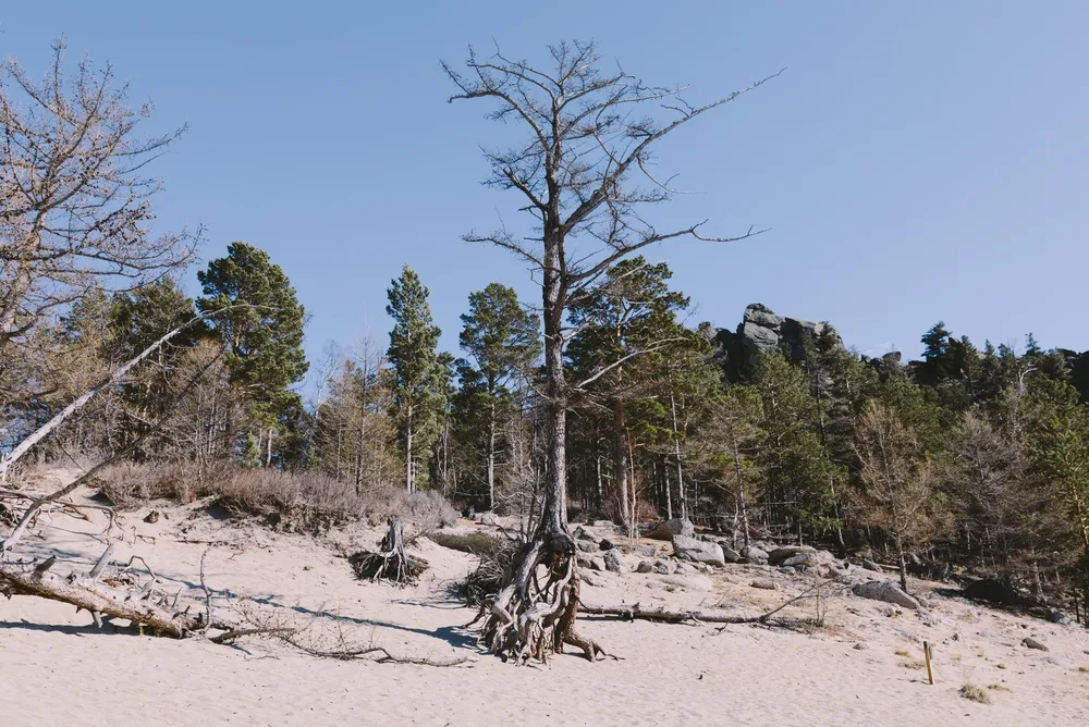 Taiga shore