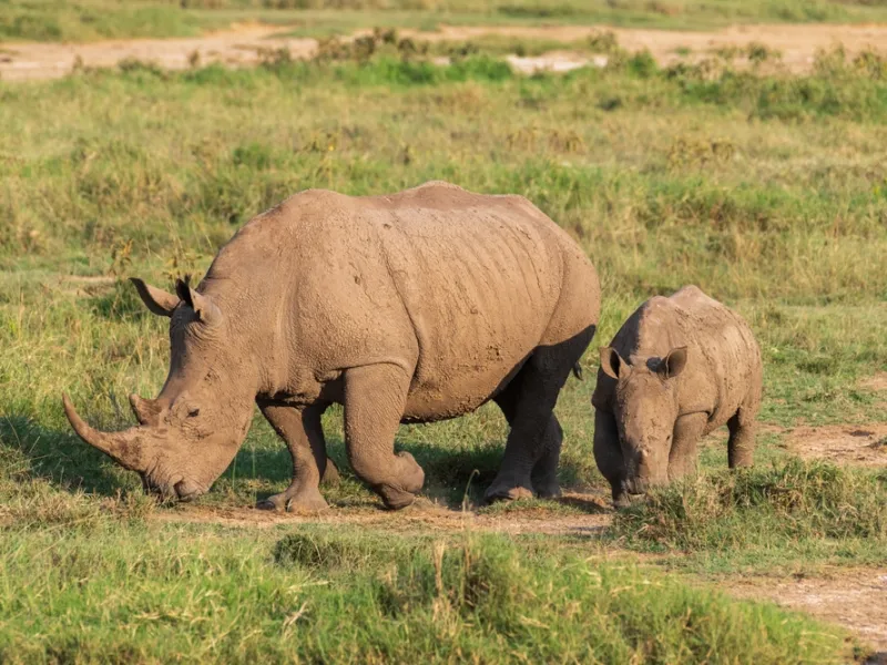 Rhino