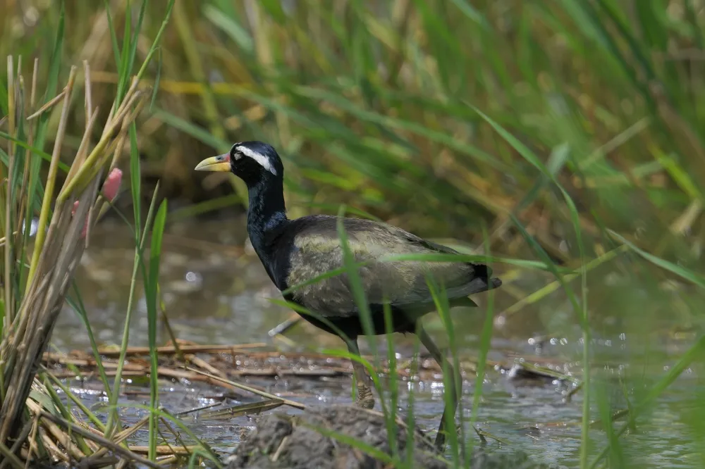 Lake Victoria birds