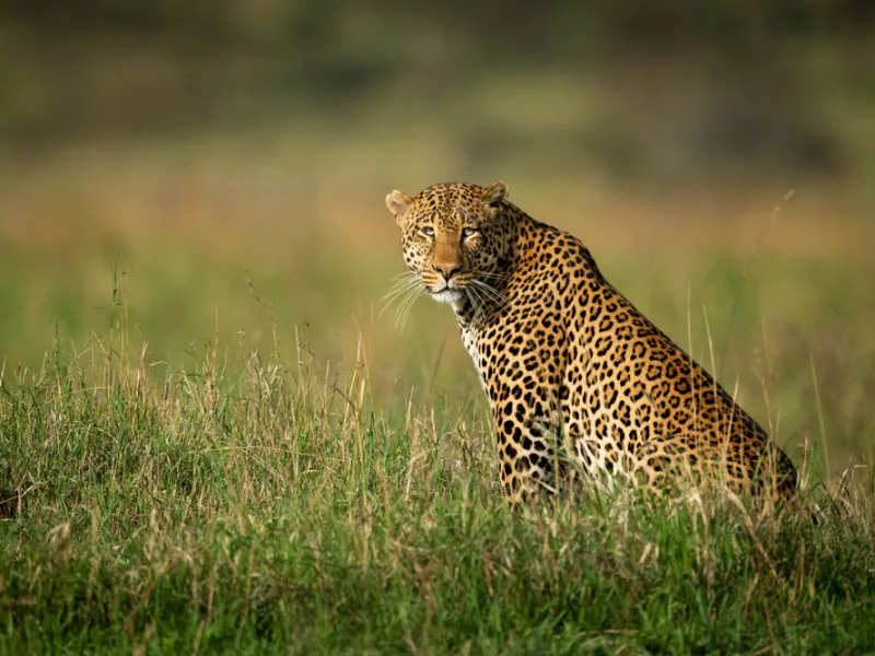 Leopard