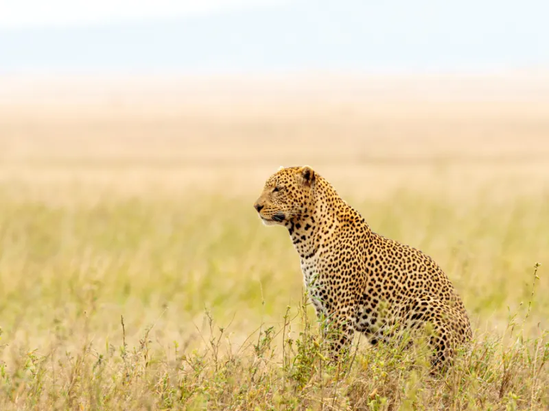 Leopard