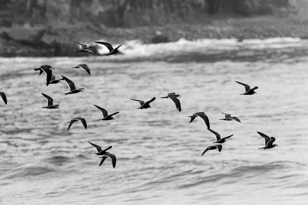 Coastal birding