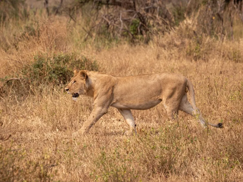 Lion