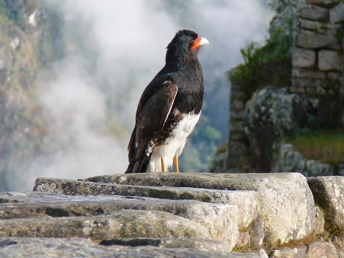 Cloud-forest birds