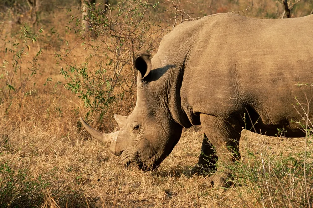 Luxury South Africa