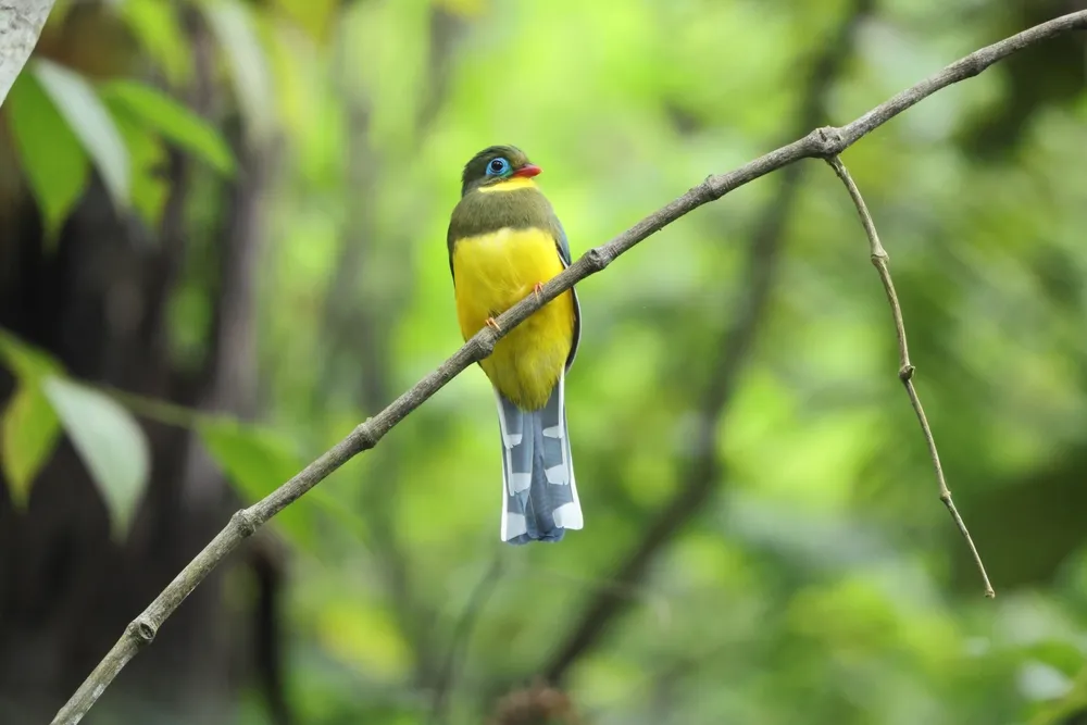 Malabar trogon