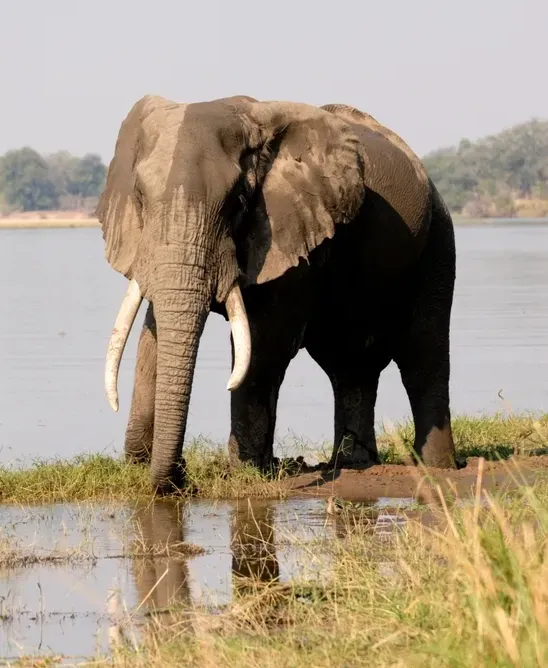 Elephant