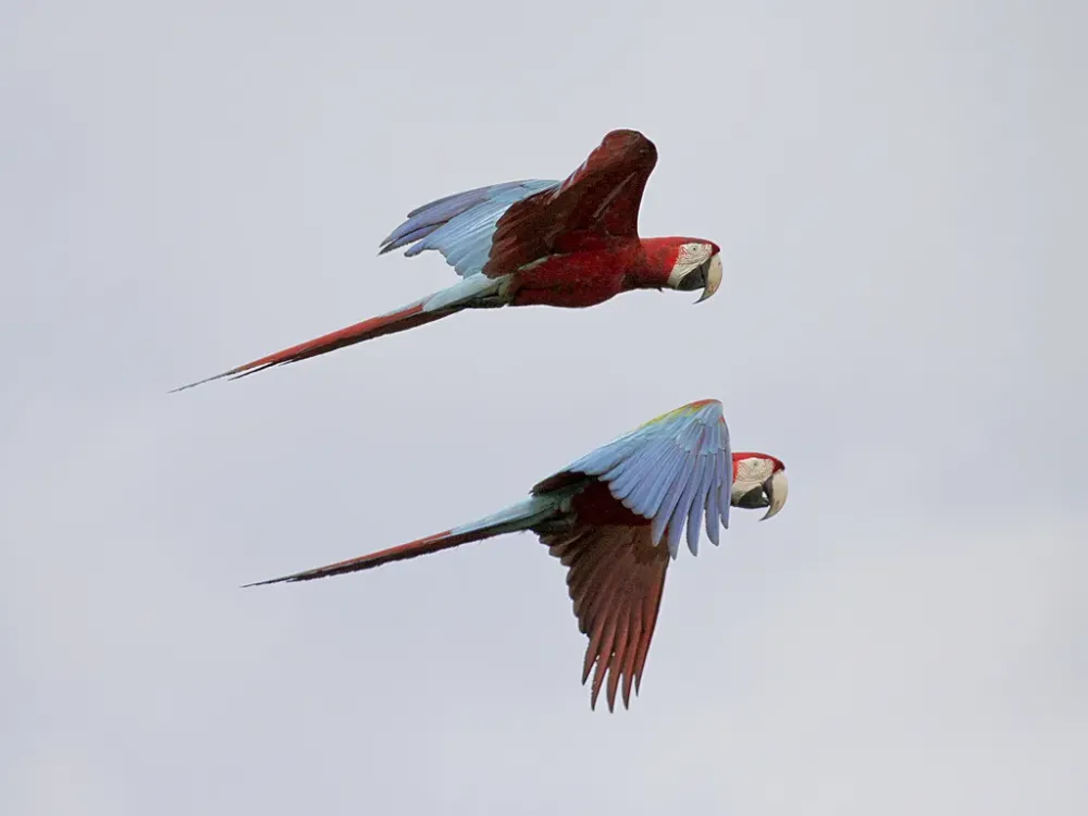 Macaw clay licks
