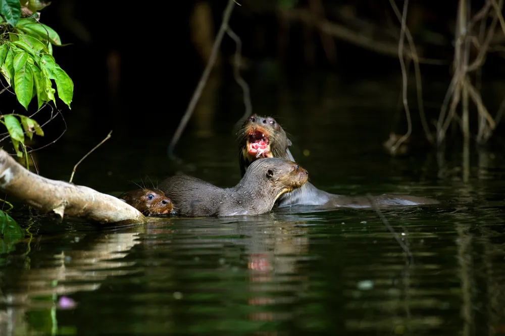 Giant otters