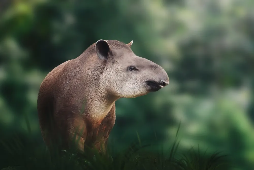 Lowland tapir