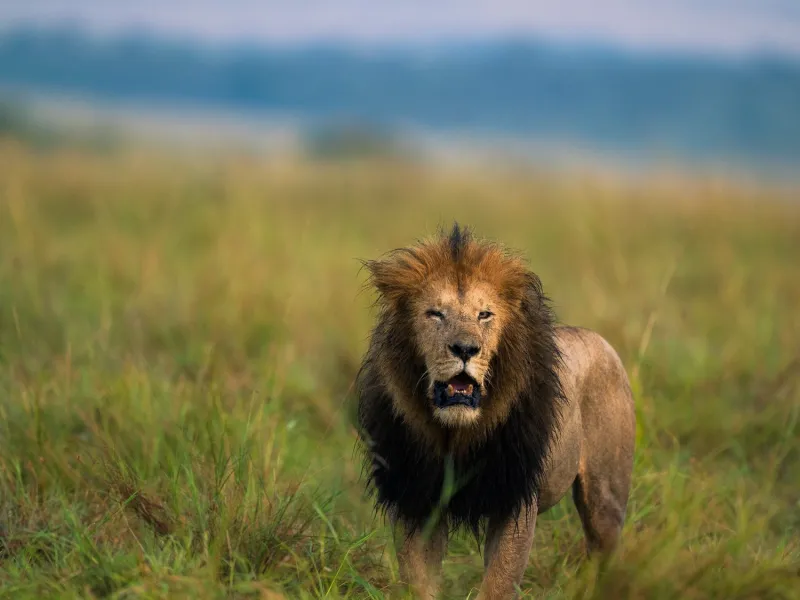 Lion