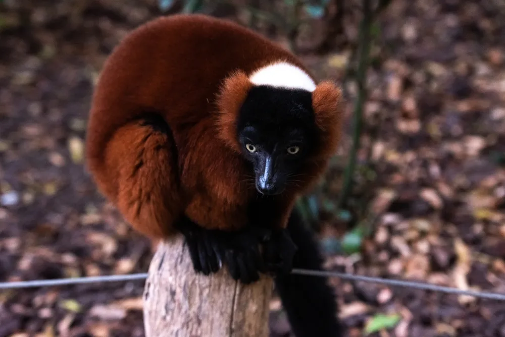 Masoala National Park — rainforest & coast.