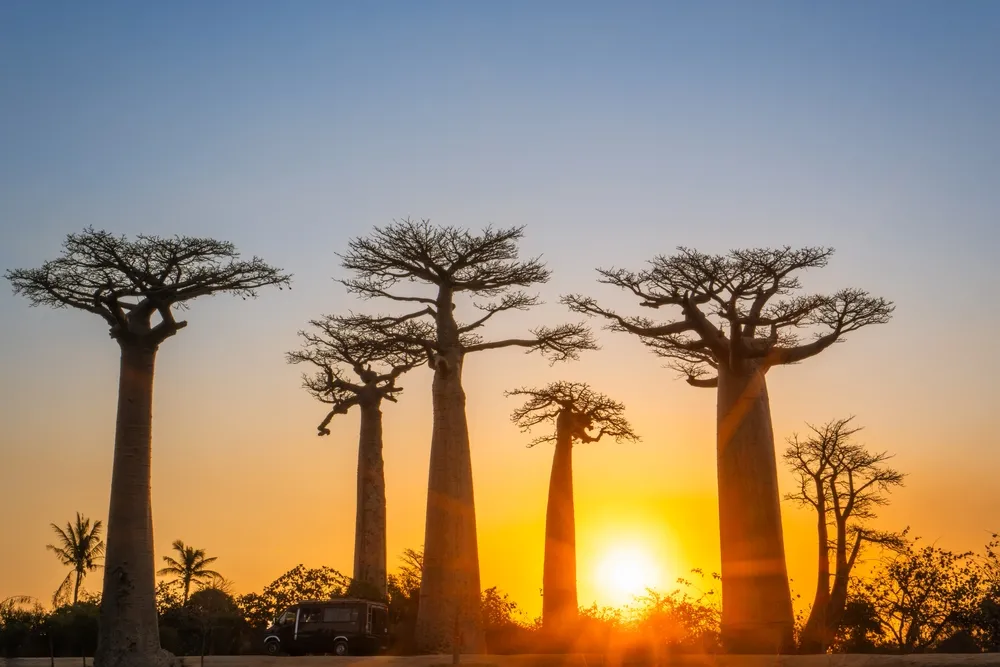 Baobab avenue