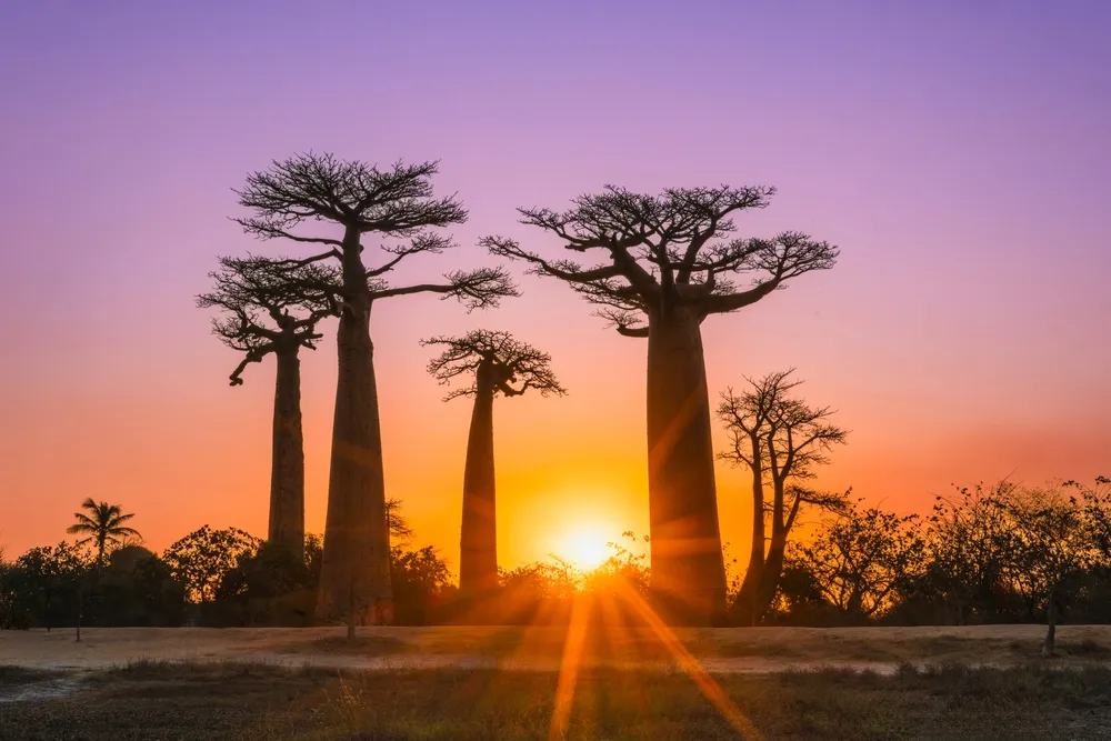 Morondava — baobabs & west coast.