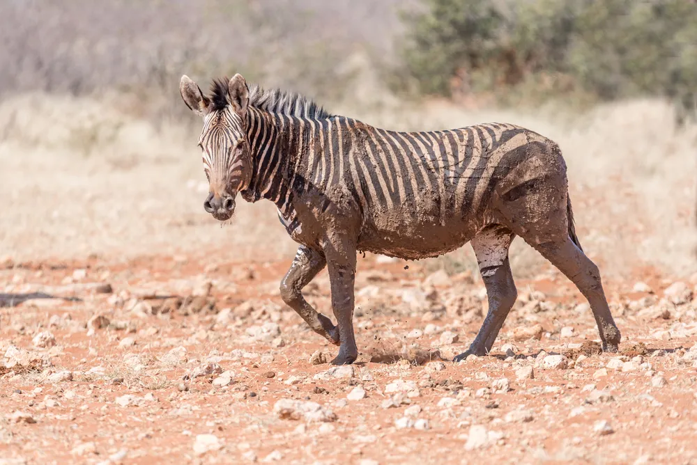 Hartmann's zebra