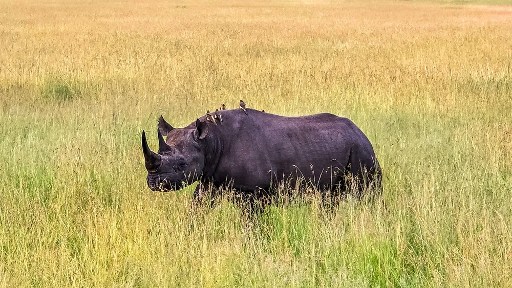 Black Rhino