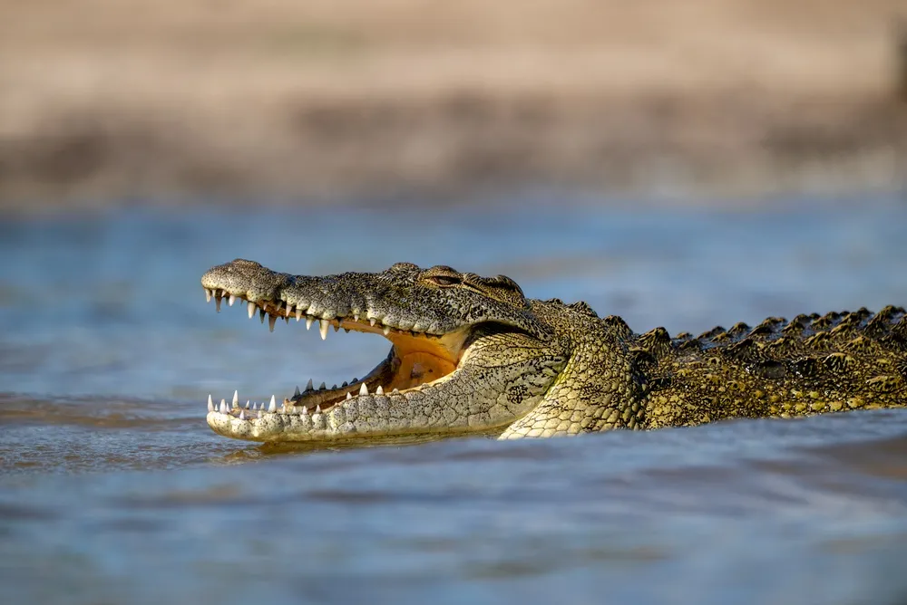 Crocodile
