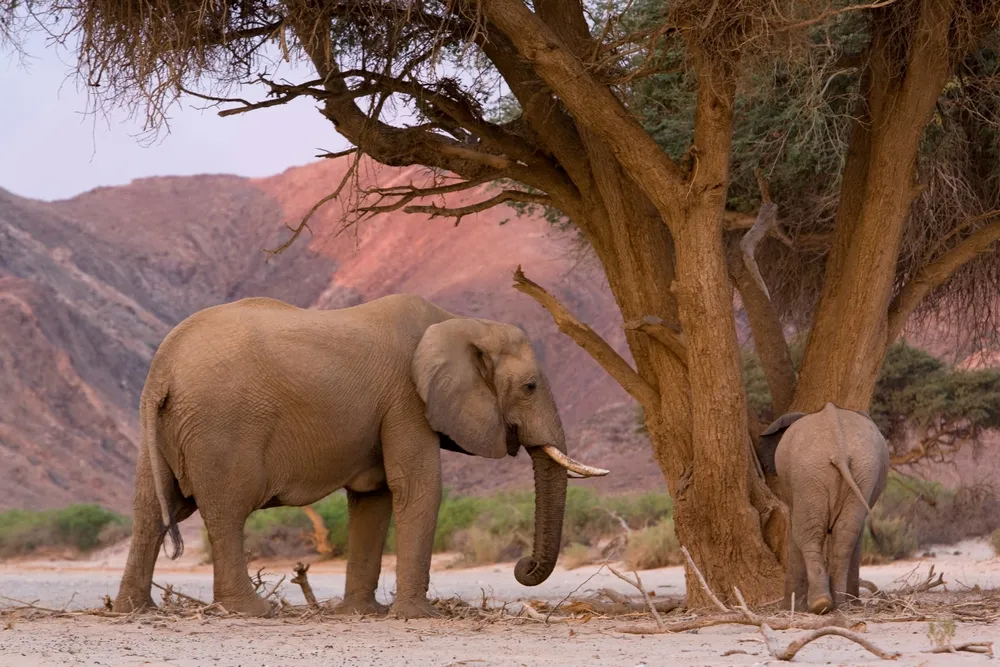 Desert elephant