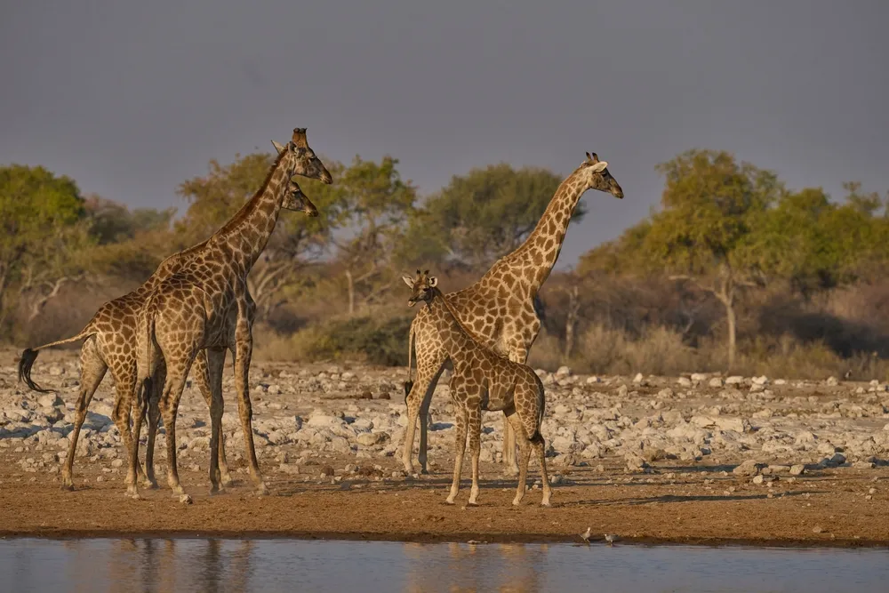 Giraffe