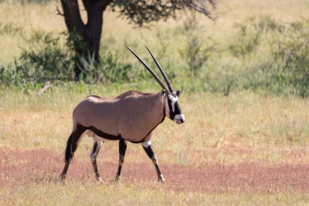 Oryx
