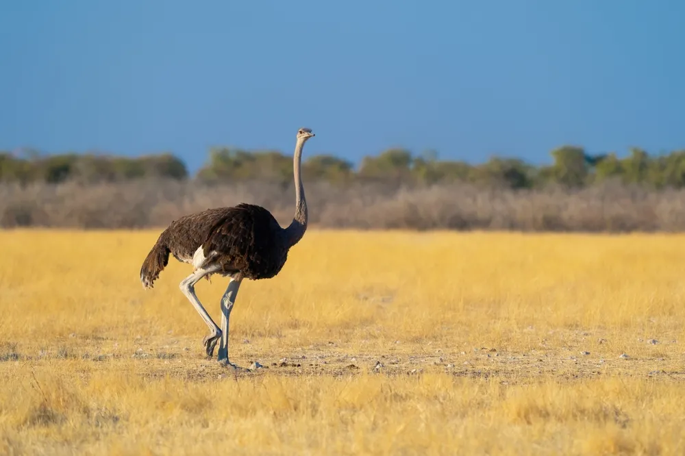 Ostrich