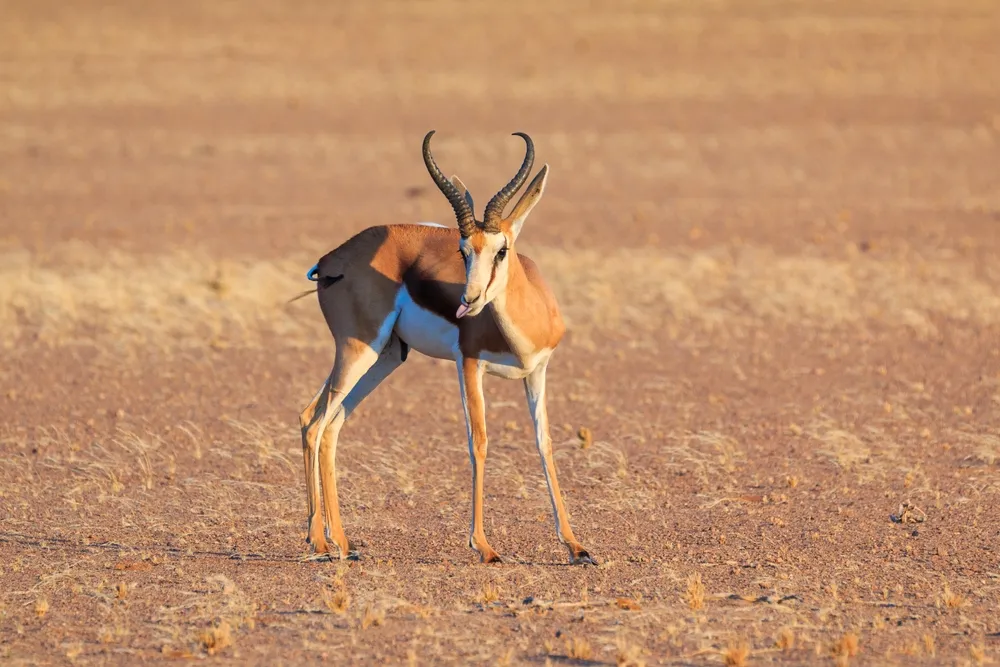 Springbok