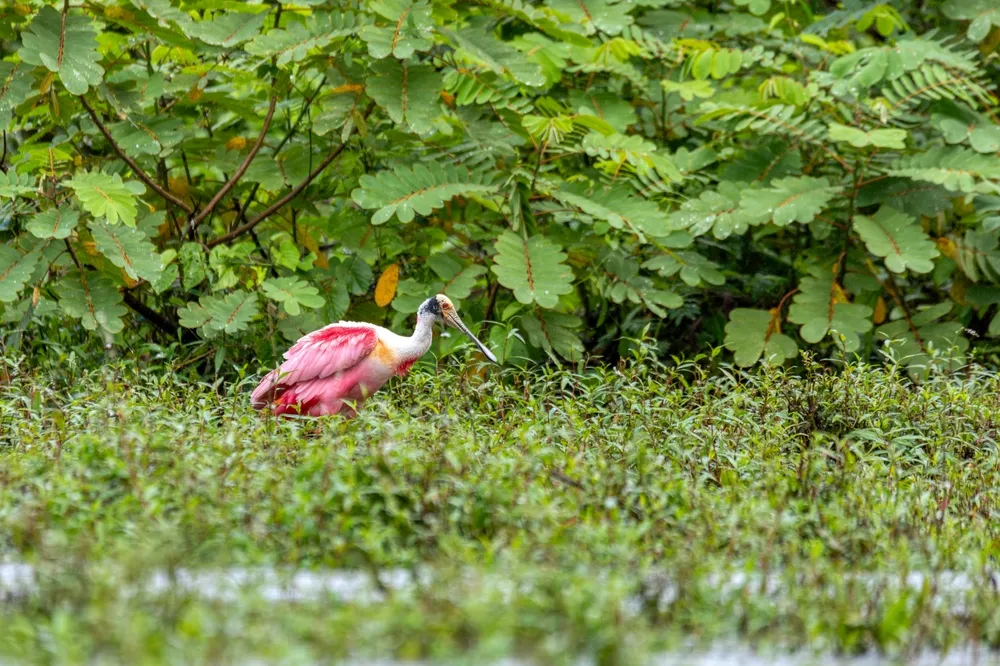 Herons & anhingas