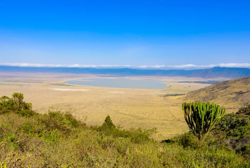 A line of safari vehicles on the crater floor near a lion sighting.