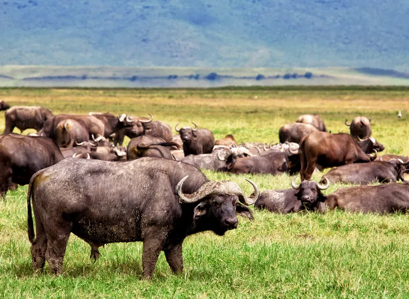 Buffalo