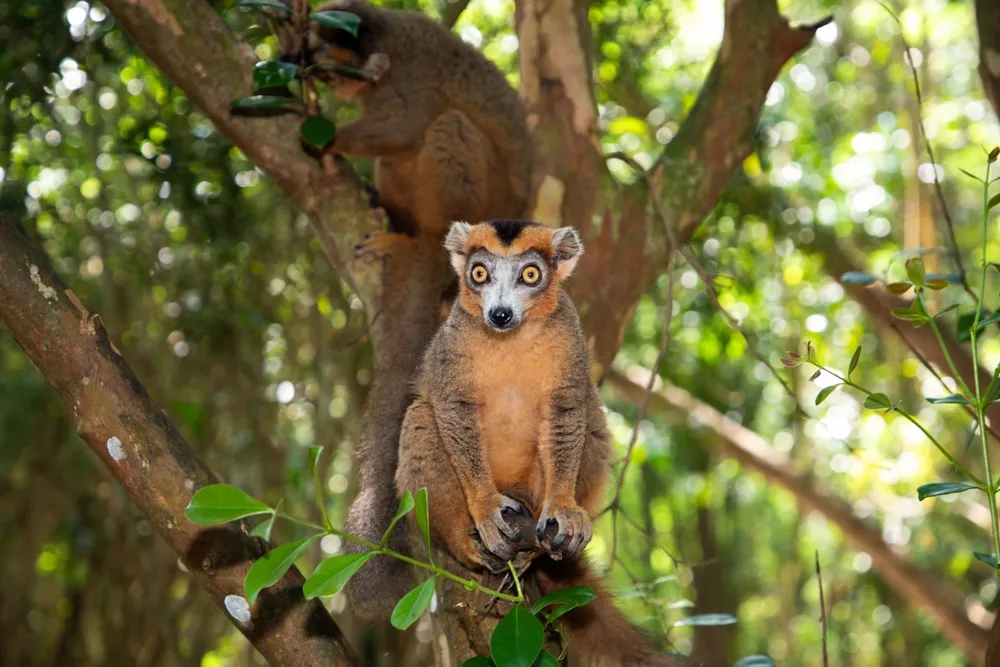 Crowned lemur