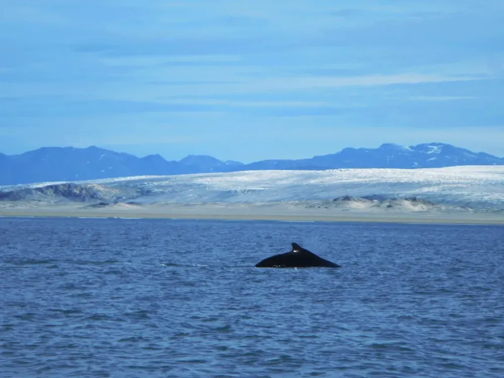 Humpback whale