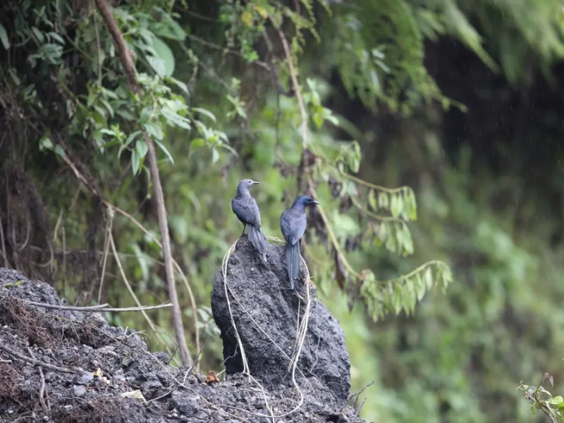 Rift-endemic birding