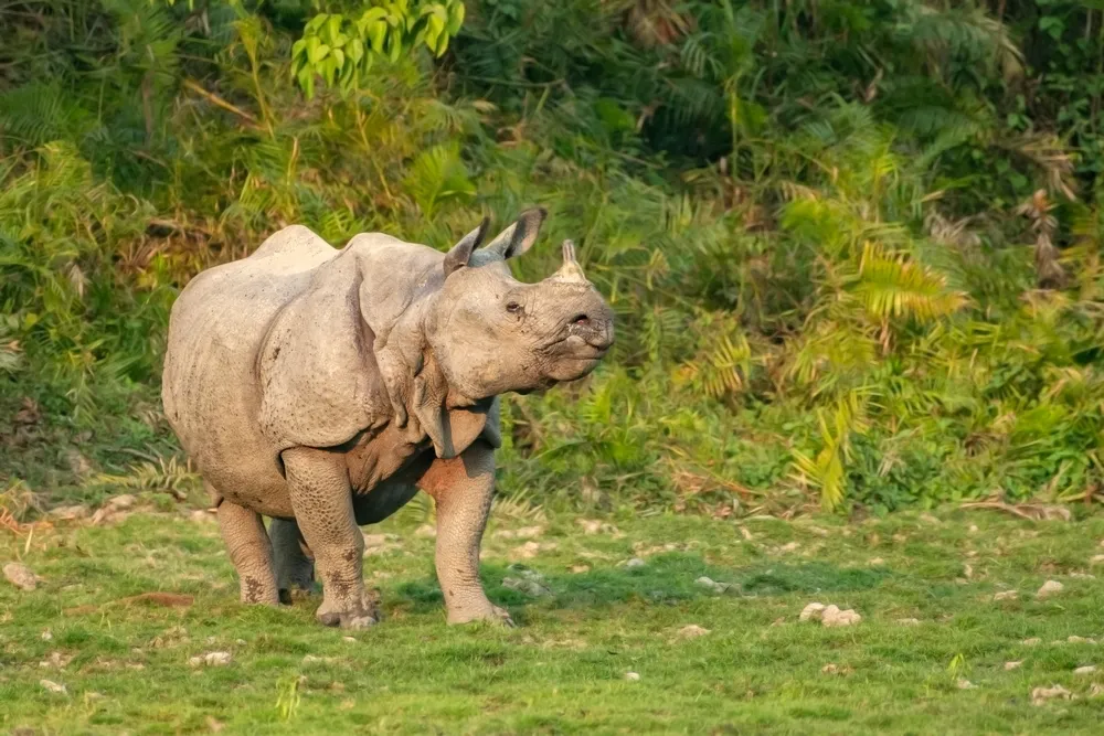 One-horned rhino