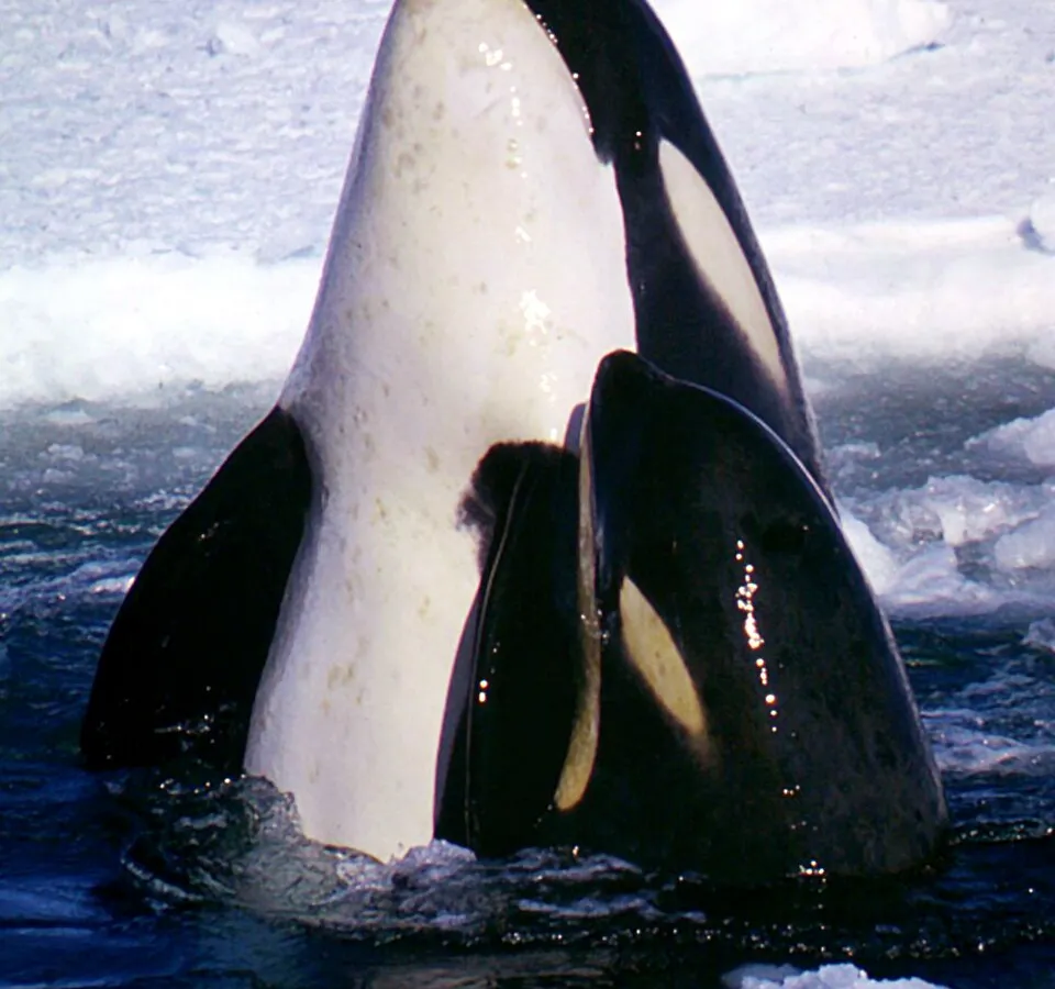 Orca